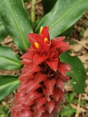 Costus comosus