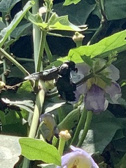 Xylocopa latipes