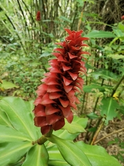 Costus comosus