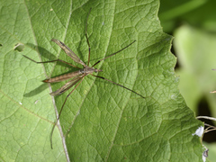 Tipula metacomet