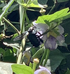 Xylocopa latipes
