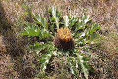 Carlina acanthifolia