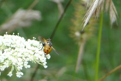 Gymnosoma