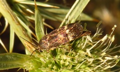 Brachodes