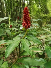 Costus comosus