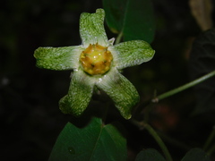 Gonolobus chloranthus