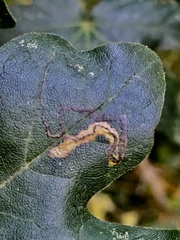 Stigmella aceris