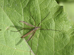 Tipula metacomet
