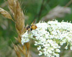Gymnosoma