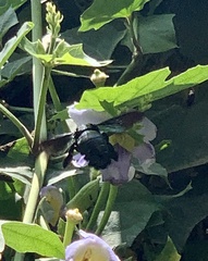 Xylocopa latipes