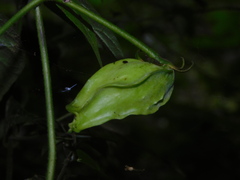 Gonolobus chloranthus
