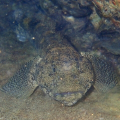 Gobius cobitis