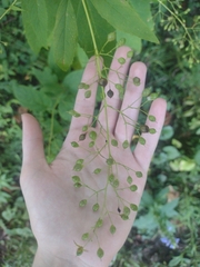 Scrophularia marilandica