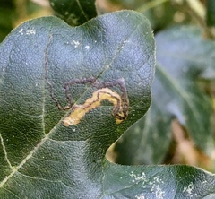 Stigmella aceris