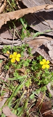 Oxalis perennans