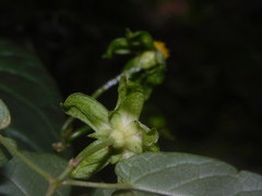 Gonolobus chloranthus