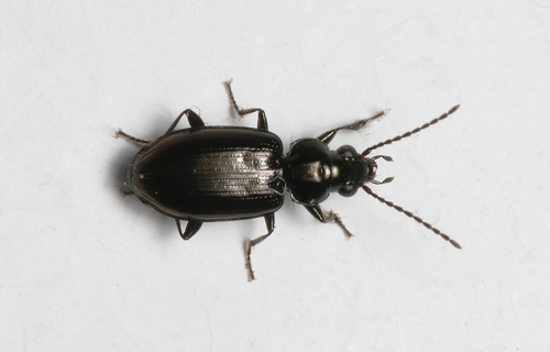 Bembidion aeneum · iNaturalist