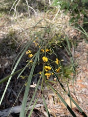 Daviesia wyattiana