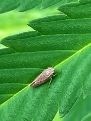 Graphocephala