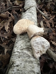 Fomitopsis betulina