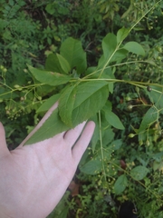 Scrophularia marilandica