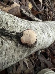Fomitopsis betulina