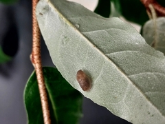 Deroceras reticulatum