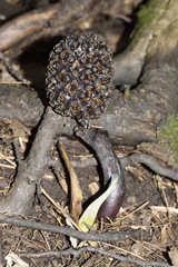 Symplocarpus foetidus