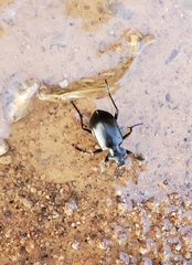 Calosoma peregrinator