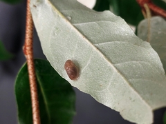 Deroceras reticulatum