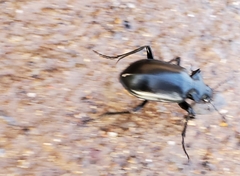 Calosoma peregrinator