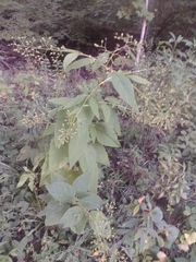 Scrophularia marilandica