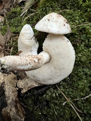 Leccinum holopus