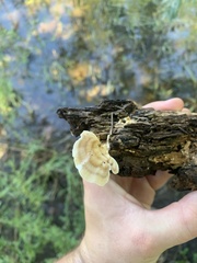 Trametes villosa