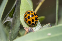 Harmonia conformis