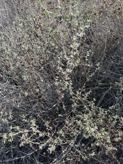 Ribes indecorum