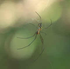 Leucauge argyra
