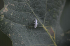 Coniopterygidae