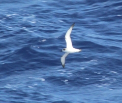 Pterodroma externa