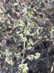 Ribes indecorum
