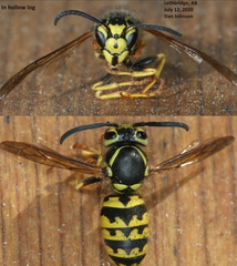 Vespula pensylvanica