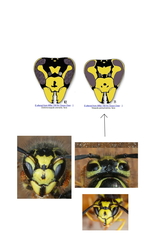 Vespula pensylvanica