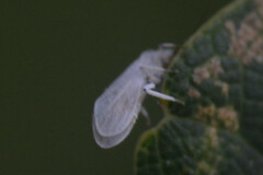 Coniopterygidae