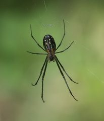 Leucauge argyra