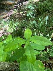 Oxydendrum arboreum