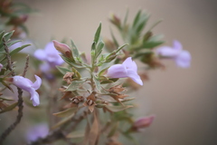 Eremophila freelingii