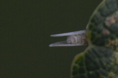 Coniopterygidae