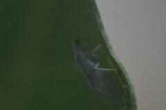 Coniopterygidae