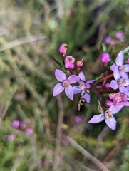Boronia