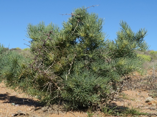 Granite Asparagus (Asparagus graniticus)